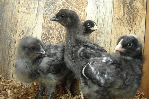 4 of the 8 Pullet Chicks Week 2